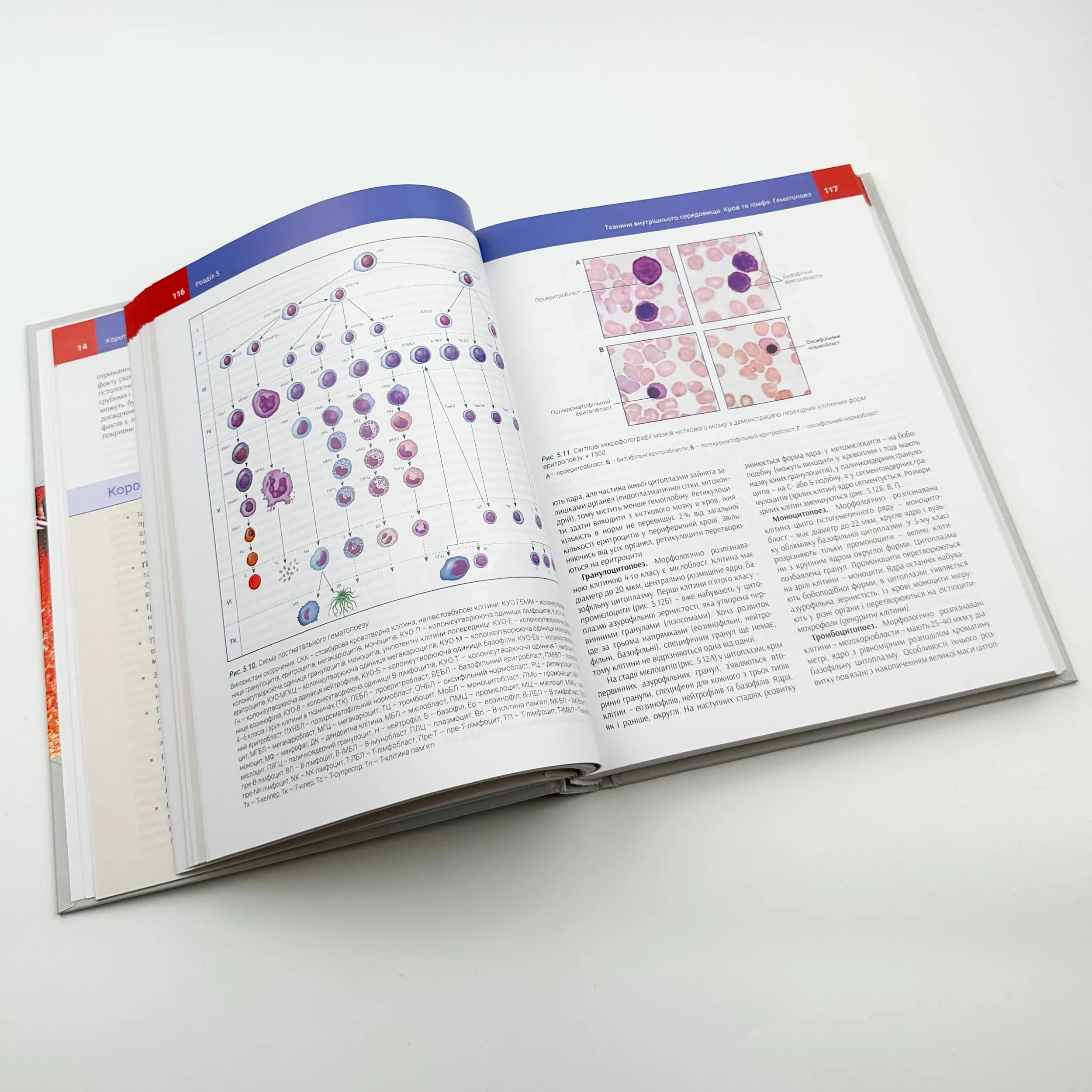 Гістологія. Цитологія. Ембріологія. Автор — Луцик О.Д.. 