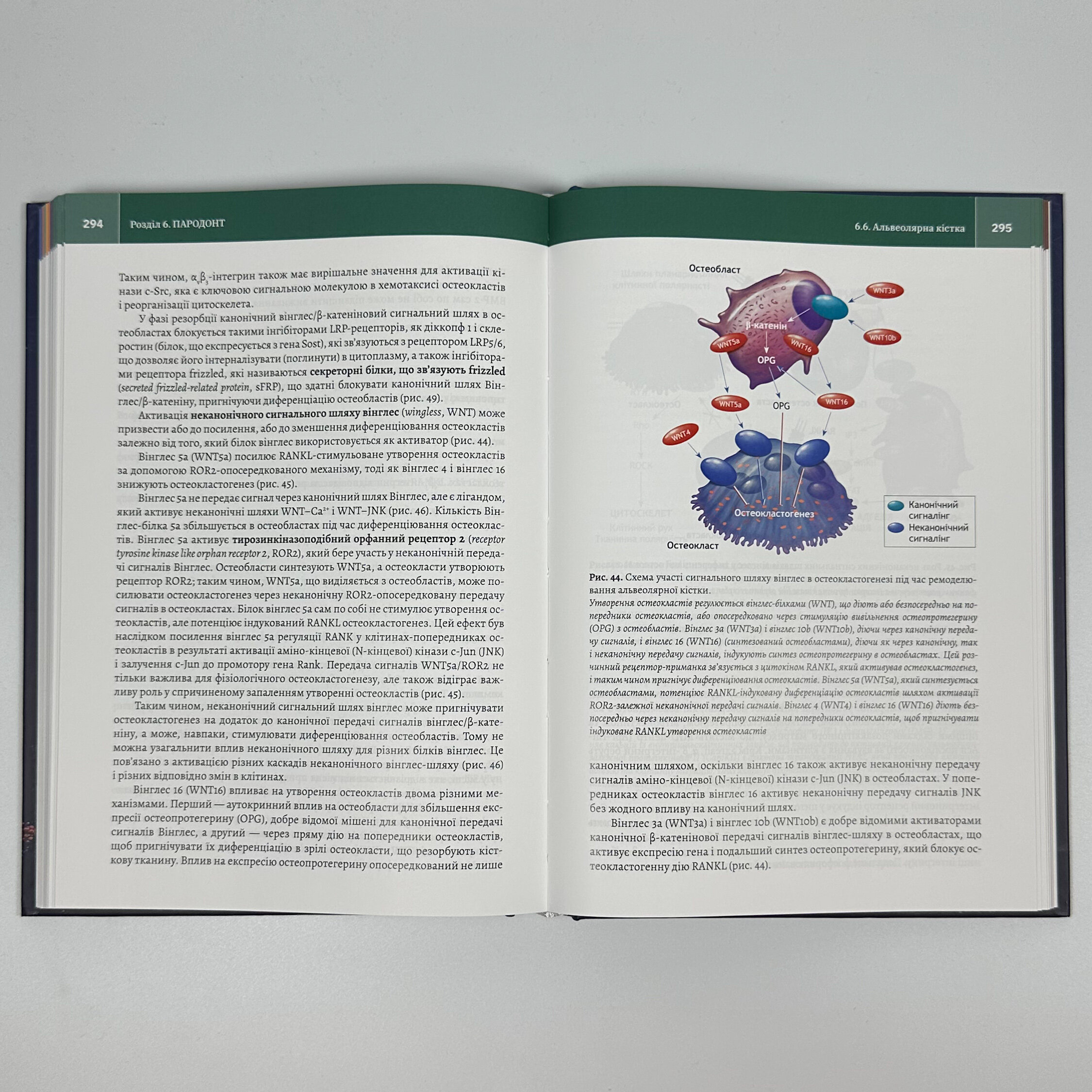 Клінічна біохімія тканин зуба і пародонта. Автор — А.О. Микитенко. 